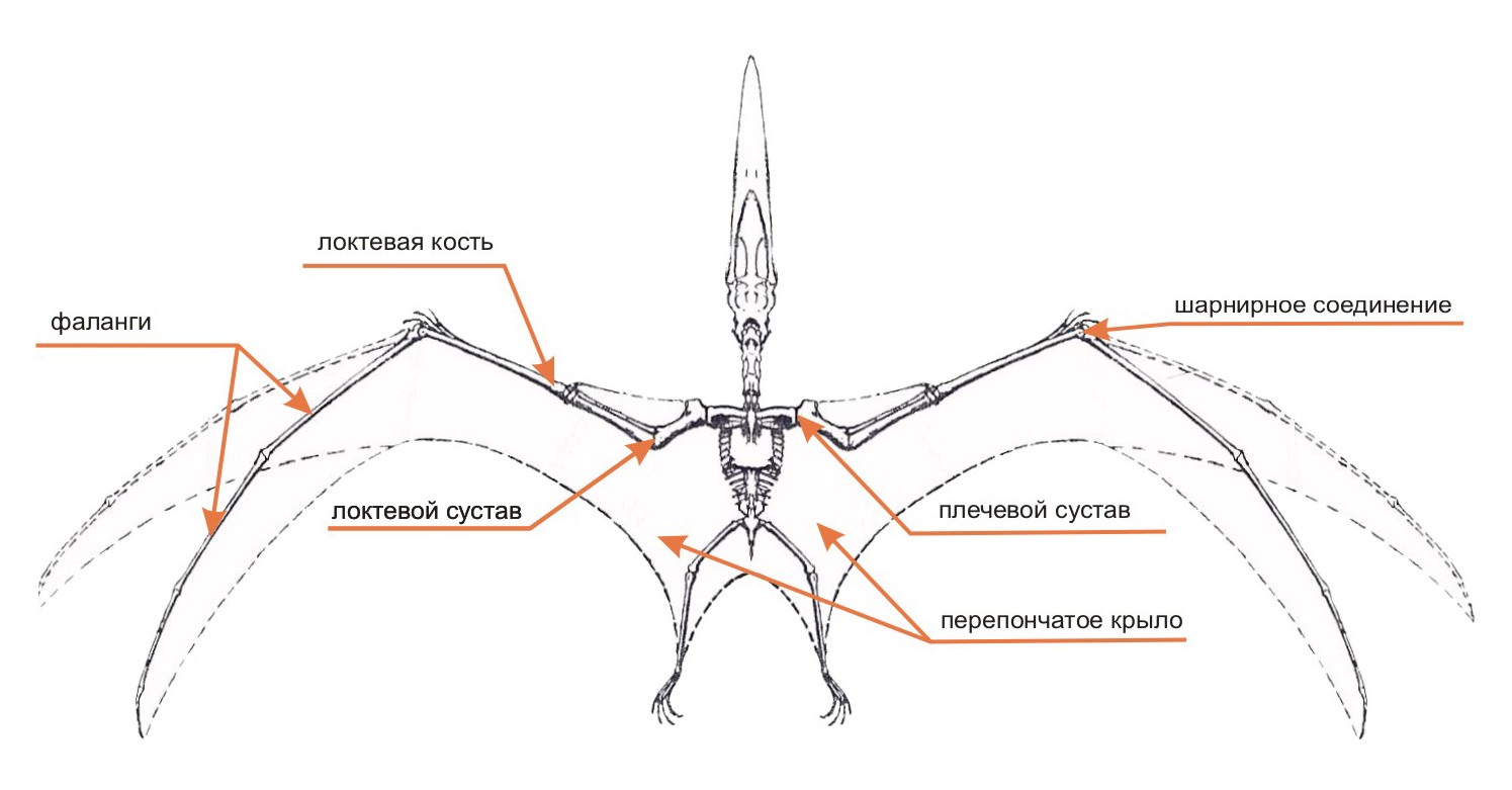 Геншин противники с конструкцией крыльев. Строение крыла птеранодона. Птеродактиль строение крыла. Строение скелета птеродактиля. Строение скелета летучей мыши.
