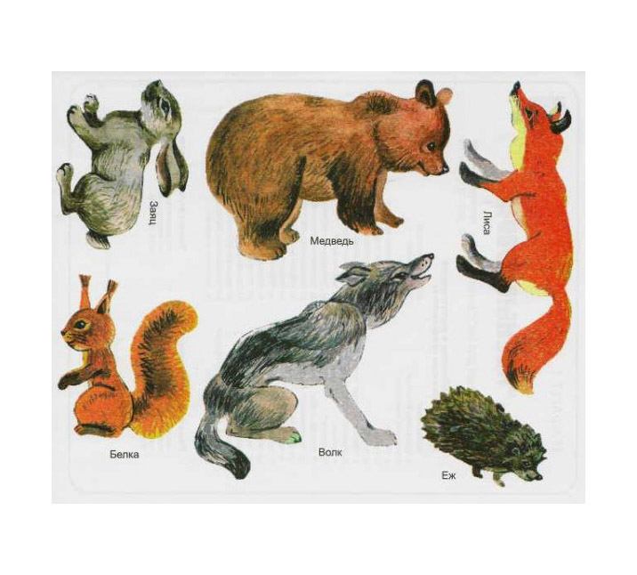 Картинка волк лиса медведь. Лесные животные для детей. Лесные звери для детей. Дикие животные картинки для детей. Лесные животные картинки для детей.